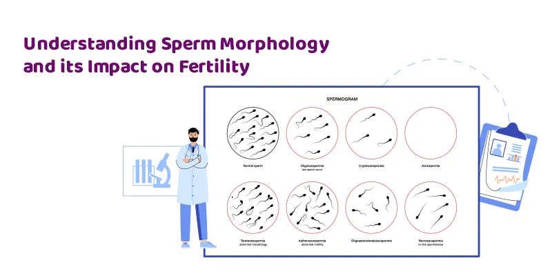 Sperm Morphology – What Is It & How Does It Affect Fertility