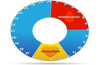 What are Ovulatory Disturbances?