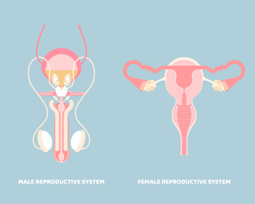 What Is Infertility? Causes of Infertility in Men and Women